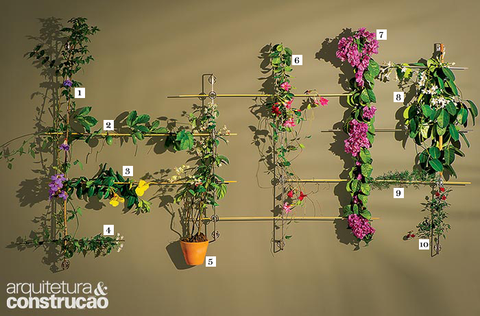 15 plantas que florescem o ano todo: características e fotos